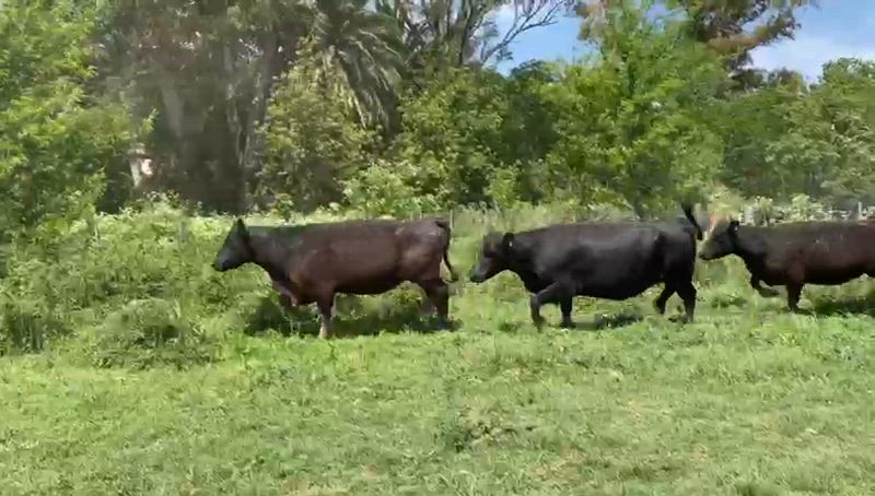 200 Vacas preñadas