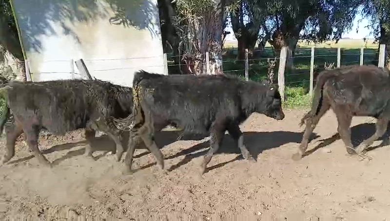 70 Terneros y Terneras