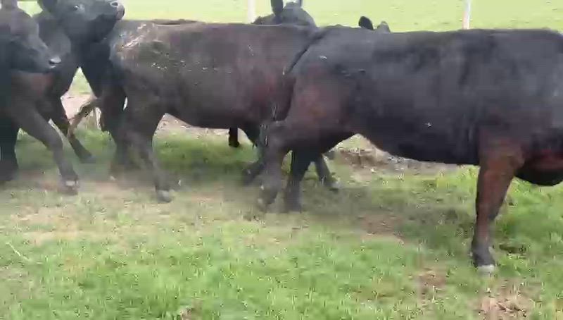 35 Vaquillonas Preñadas