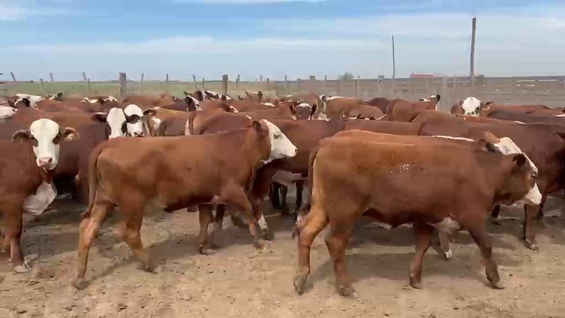 85 Vaquillonas