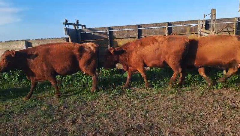 30 Vacas CUT Preñadas