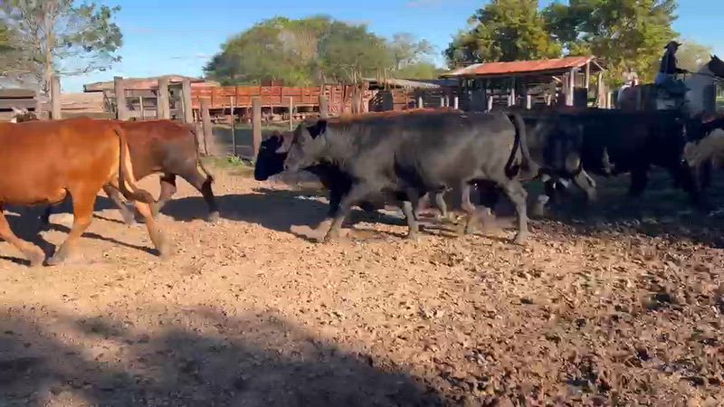 50 Vacas preñadas
