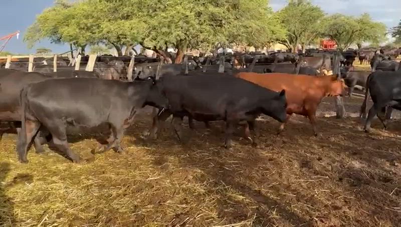 25 Vaquillonas Preñadas