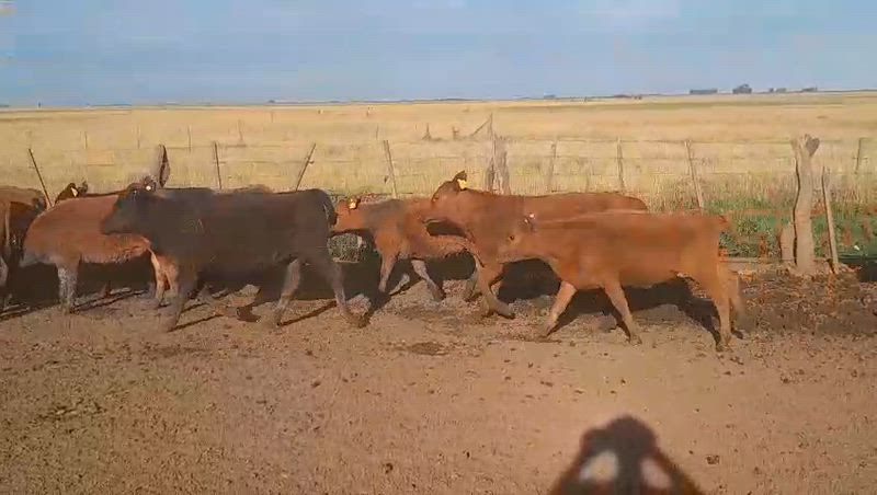 80 Terneros y Terneras