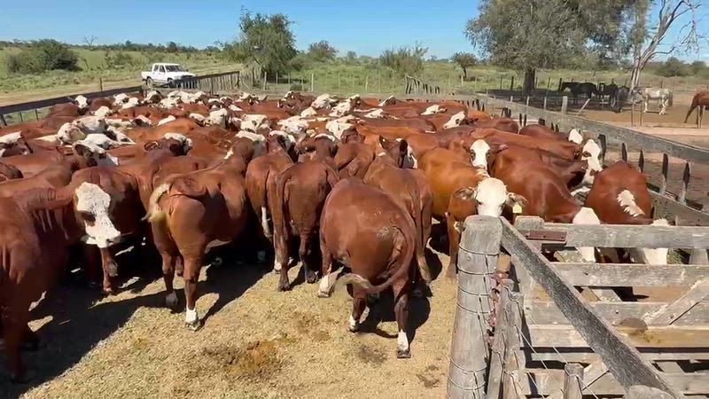 250 Vacas preñadas
