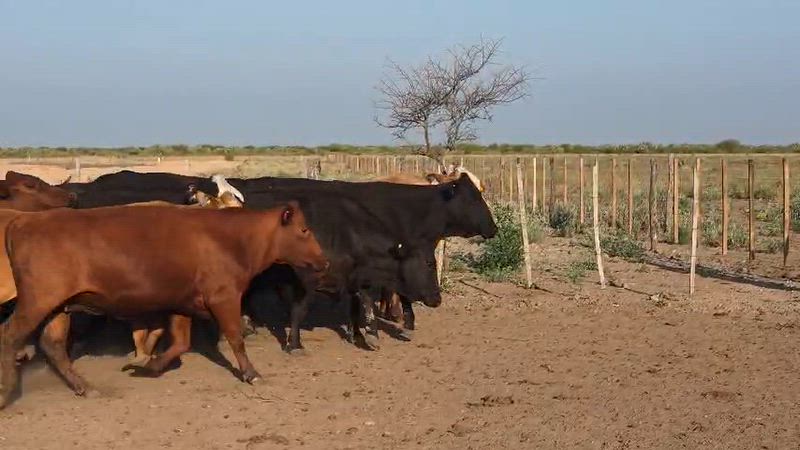30 Vacas preñadas