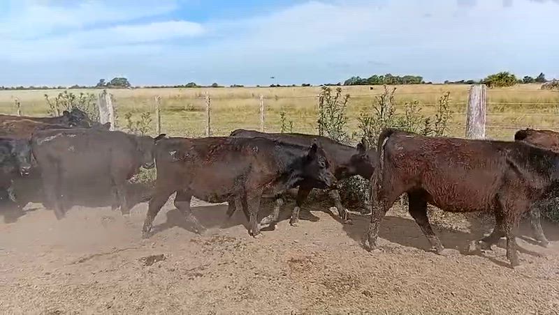 60 Terneros y Terneras