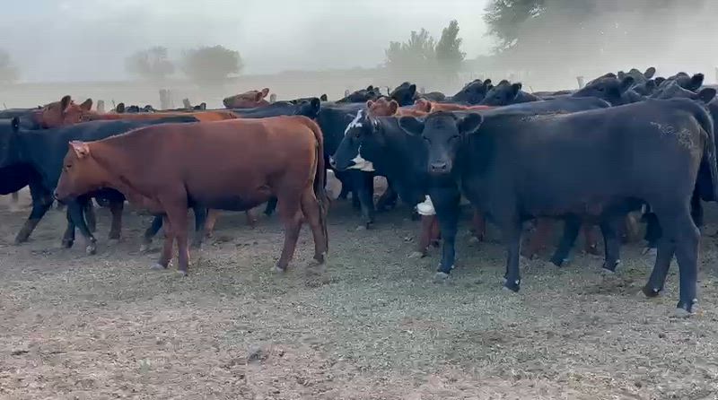 220 Vaquillonas Preñadas