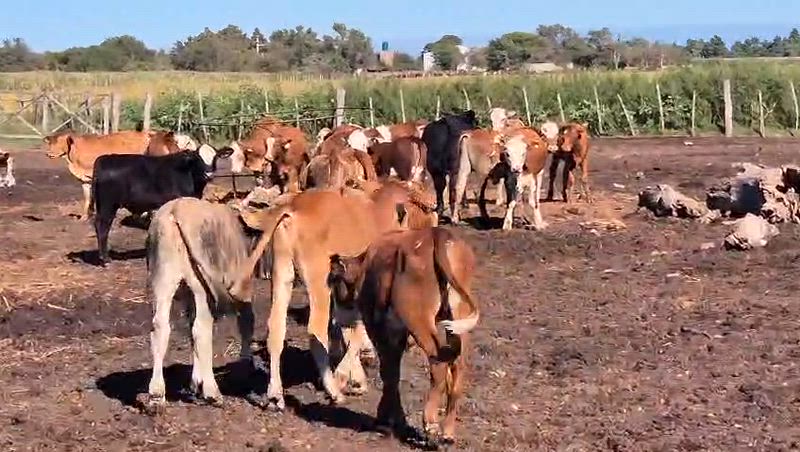 50 Terneros y Terneras