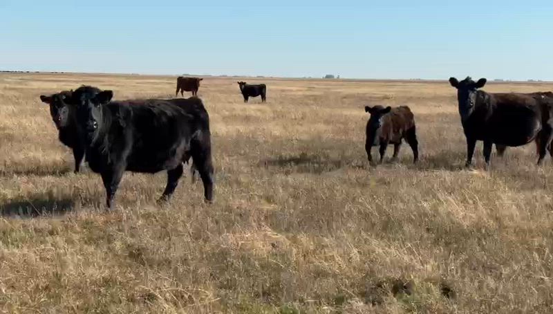 200 Vacas preñadas