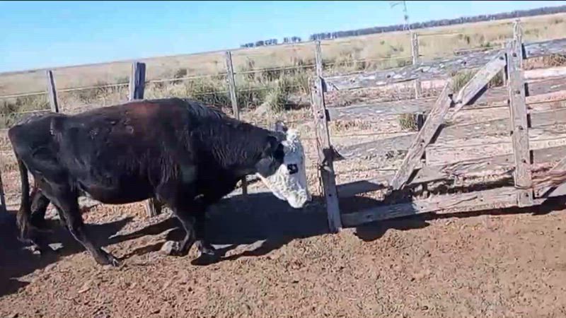 125 Vacas con cría