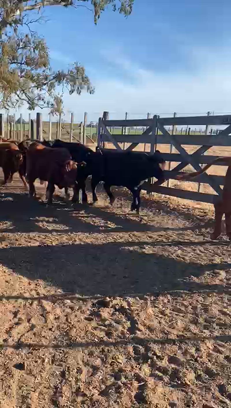 65 Terneras