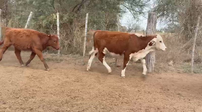 100 Terneras
