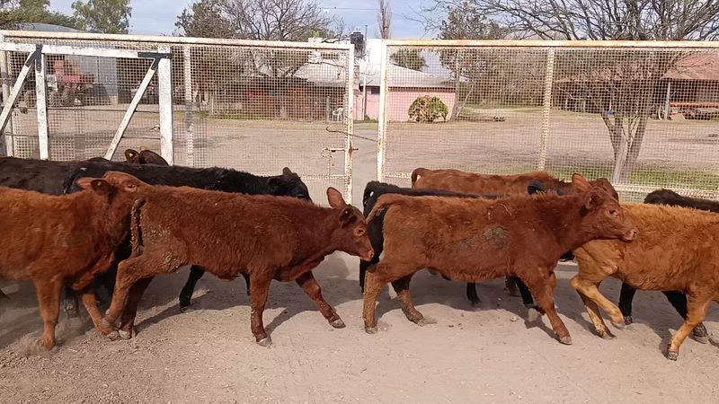 65 Terneros y Terneras