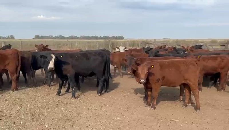 70 Terneros y Terneras