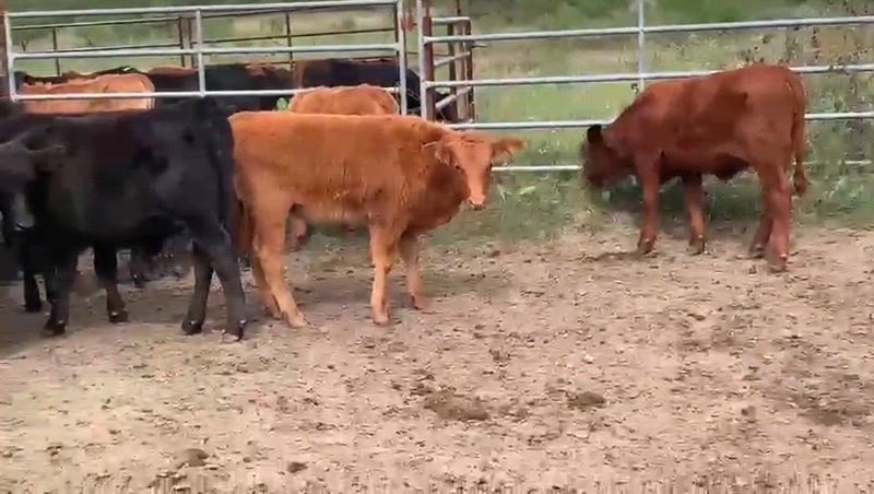 75 Terneros y Terneras