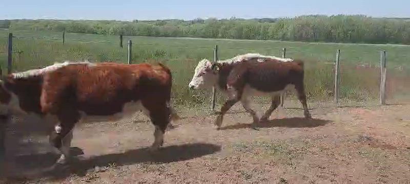 75 Vacas CUT Preñadas