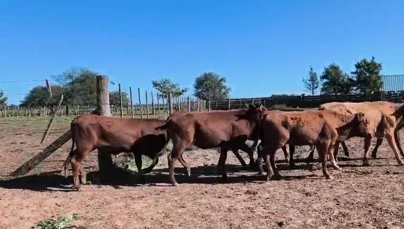 65 Terneras