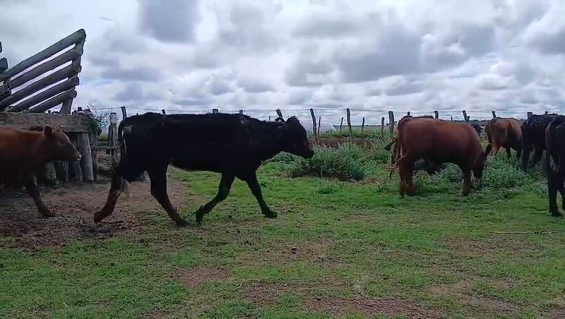 45 Vacas de invernada