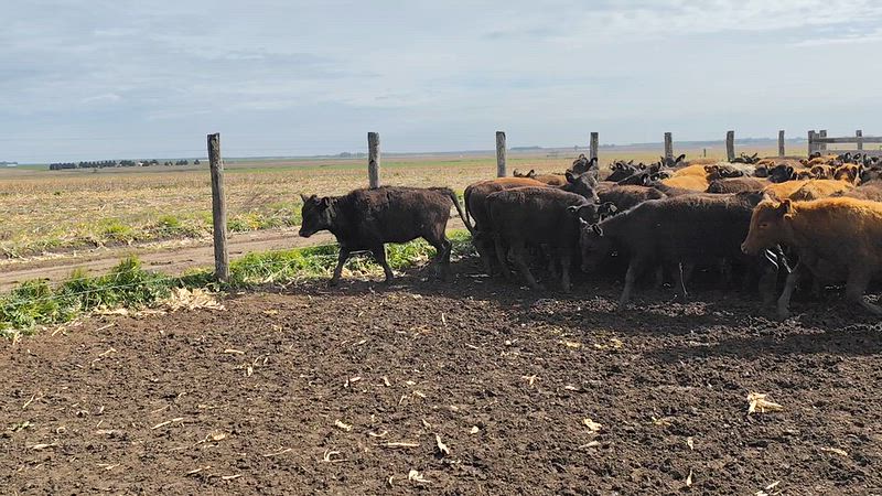 110 Terneros y Terneras