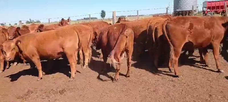 35 Vaquillonas Preñadas