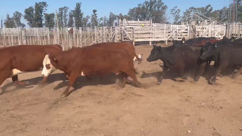 40 Vacas de invernada Aberdeen Angus Negro y Colorado de 440kg