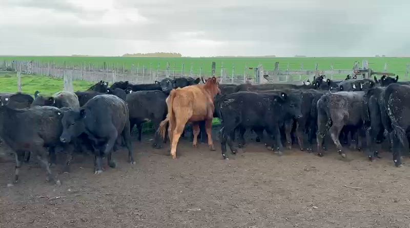 65 Terneros