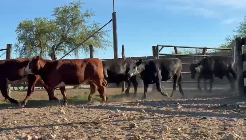 45 Novillitos y Vaquillonas