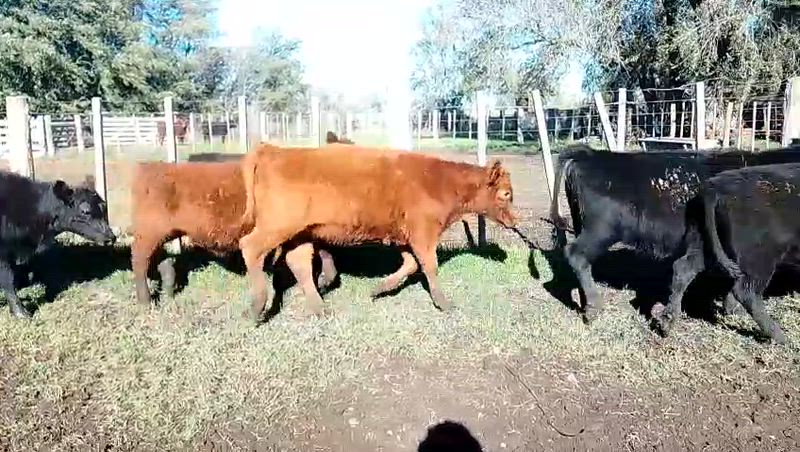 105 Terneros y Terneras