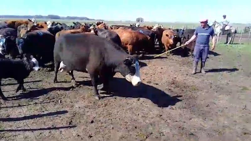 40 Vacas con cría
