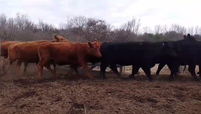 35 Vacas preñadas