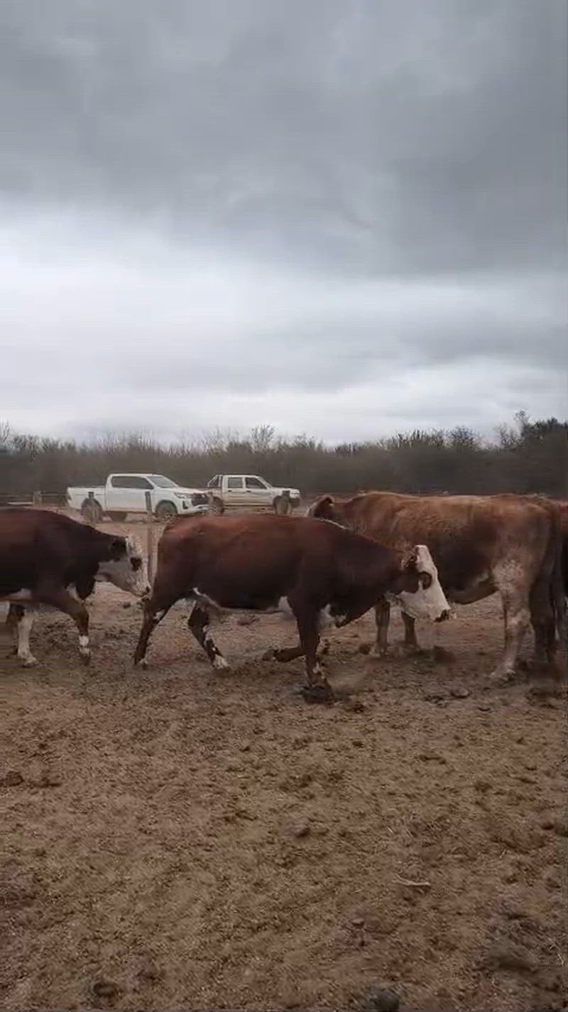 60 Vacas de invernada