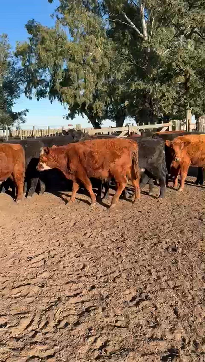 65 Terneros