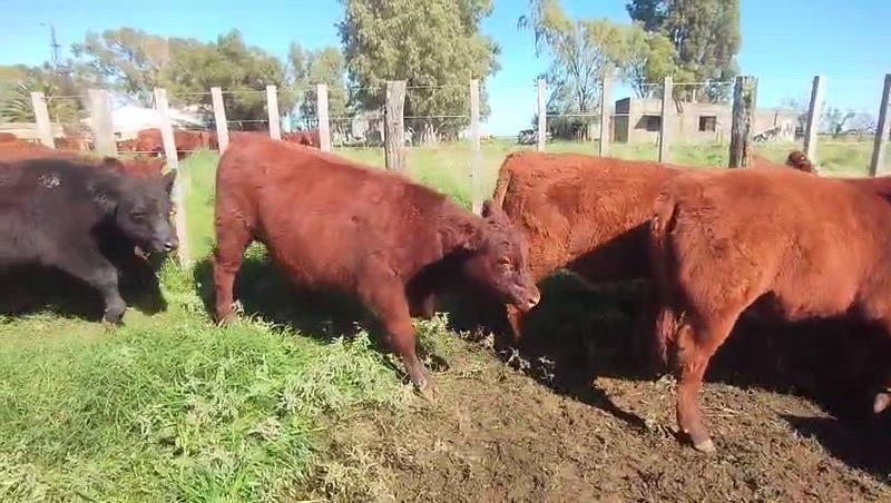 50 Terneros y Terneras