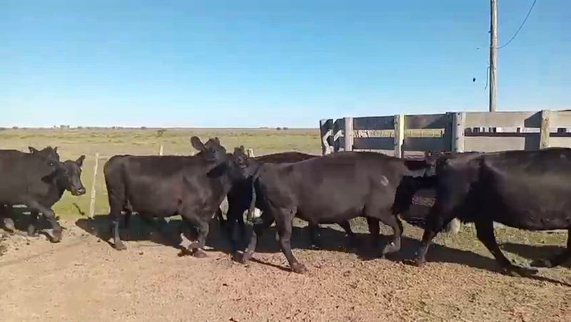 35 Vacas de invernada