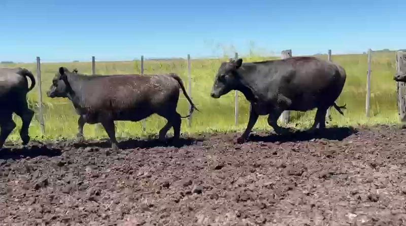 40 Vaquillonas Preñadas