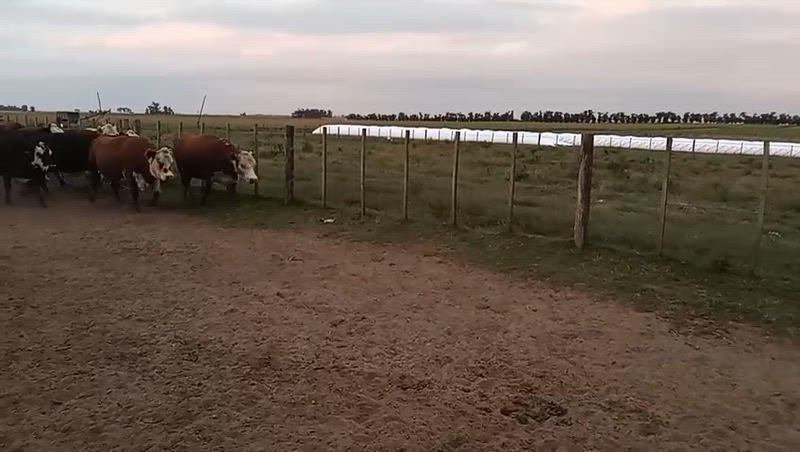 45 Vacas CUT Preñadas