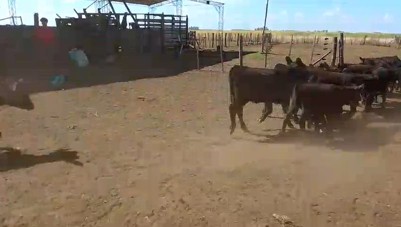 145 Terneros y Terneras