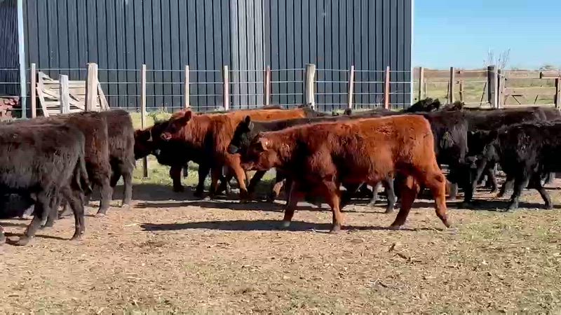 50 Terneros y Terneras