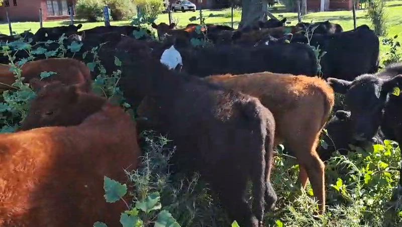 120 Terneros y Terneras