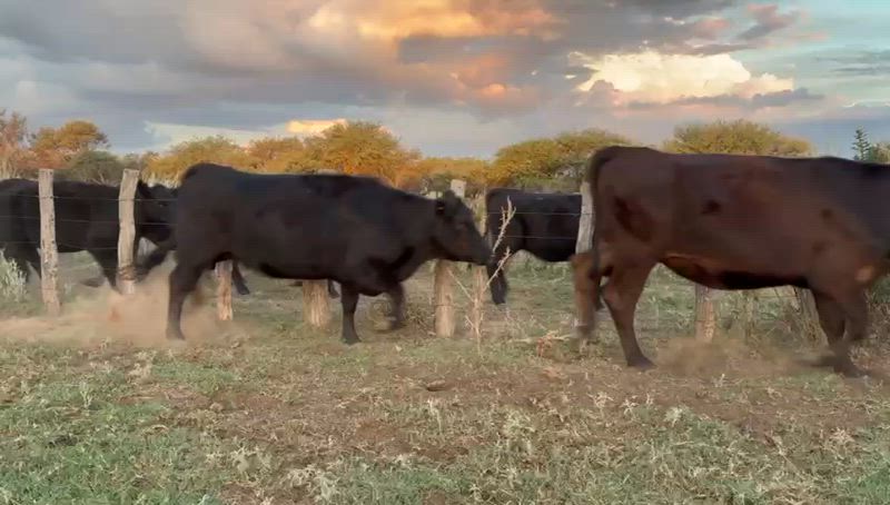 65 Vaquillonas Preñadas