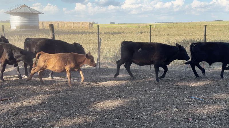 50 Terneros y Terneras