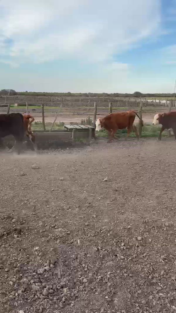 70 Terneros y Terneras