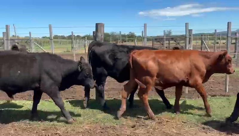 70 Terneros y Terneras