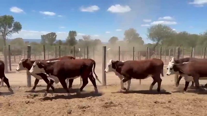 65 Vaquillonas Preñadas