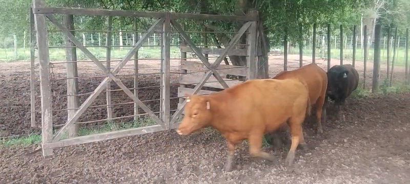 30 Vaquillonas para madre