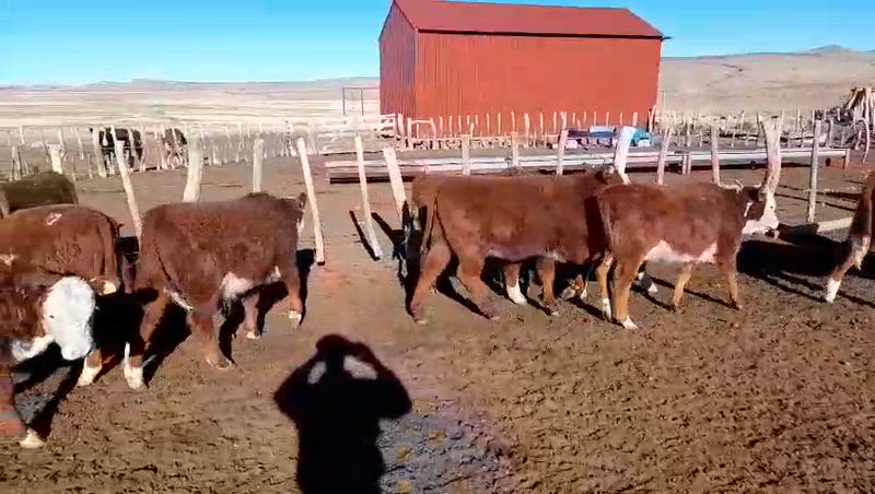 60 Terneros y Terneras