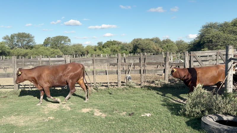 45 Vaquillonas Preñadas