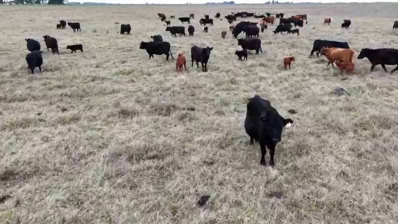 400 Vacas CUT Preñadas