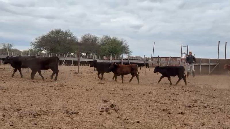 90 Terneros y Terneras